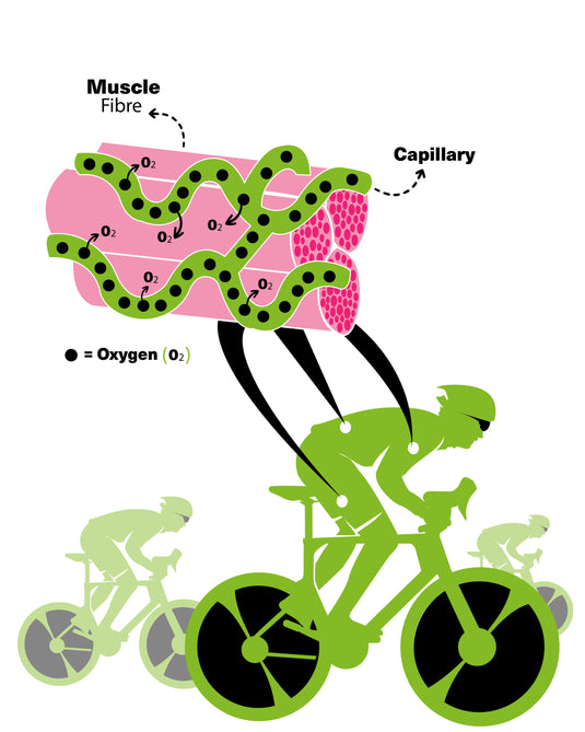 Muscle Oxygen Test